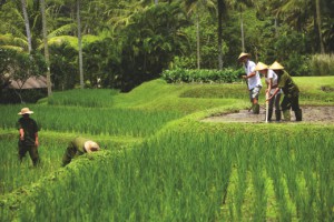 Balinese Farmer Experience 1