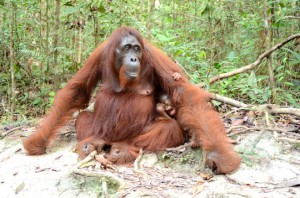 orangutan6