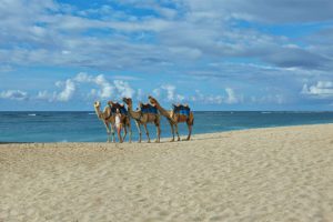 camel-on-the-beach