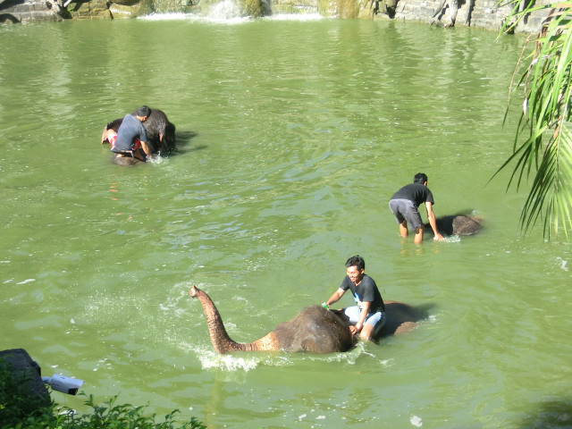 象の水浴び1